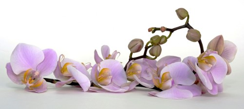 Schmetterlingsorchidee